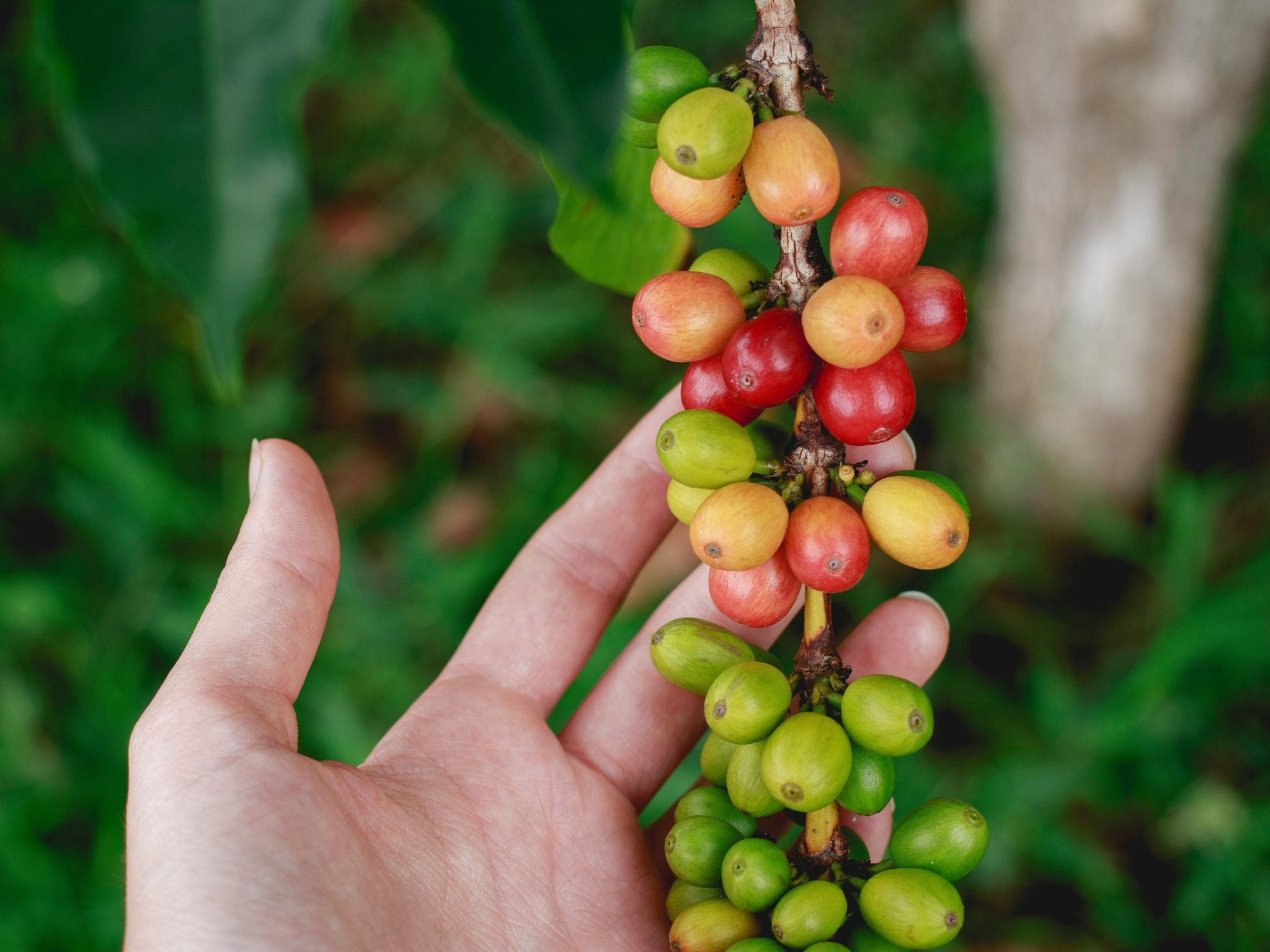 Green coffee cherries